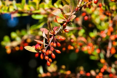 تصویر 3 از زرشک تالاری تازه با طعمی ملس و خوشمزه